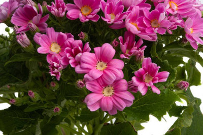sporos Cineraria Seed(30 per packet)