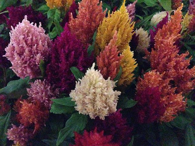 sporos Celosia Seed(35 per packet)