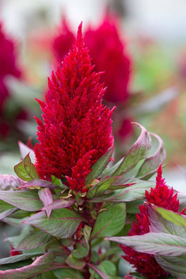 sporos Celosia Seed(15 per packet)