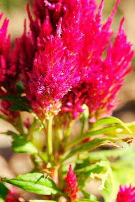 sporos Celosia Seed(50 per packet)