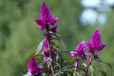 sporos Celosia Seed(15 per packet)