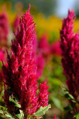 sporos Celosia Seed(10 per packet)