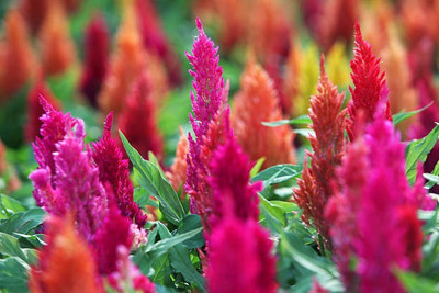 sporos Celosia Seed(15 per packet)