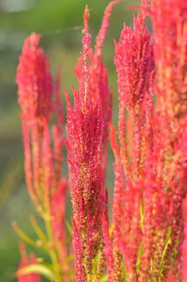 sporos Celosia Seed(20 per packet)
