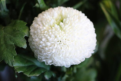 sporos Chrysanthemum Double Mixed Seed(35 per packet)