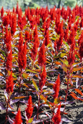 sporos Celosia Seed(15 per packet)