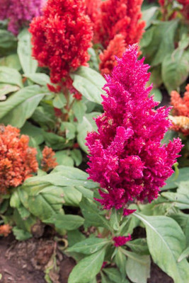 sporos Celosia Seed(20 per packet)