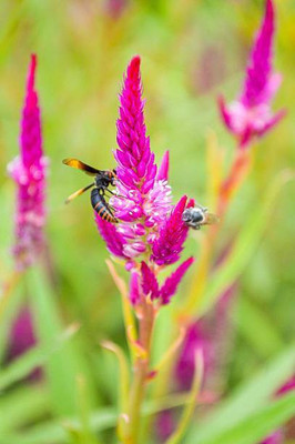 sporos Celosia Seed(25 per packet)