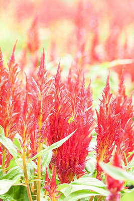 sporos Celosia Seed(20 per packet)