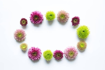sporos Chrysanthemum Good Result Flower Seed(35 per packet)