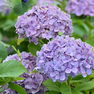 Futaba Hydrangea Seeds Seed(50 per packet)