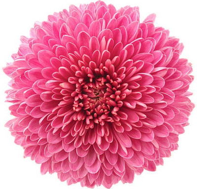 sporos Chrysanthemum Best Result Flower Seed(15 per packet)