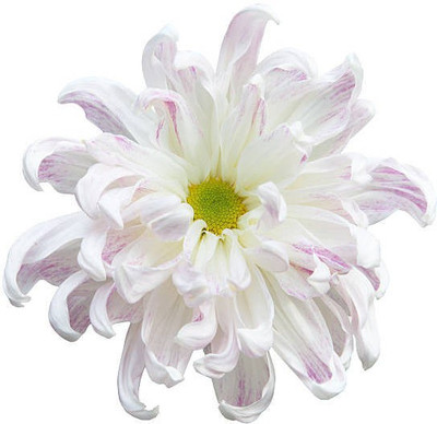 sporos Chrysanthemum Good Result Flower Seed(35 per packet)