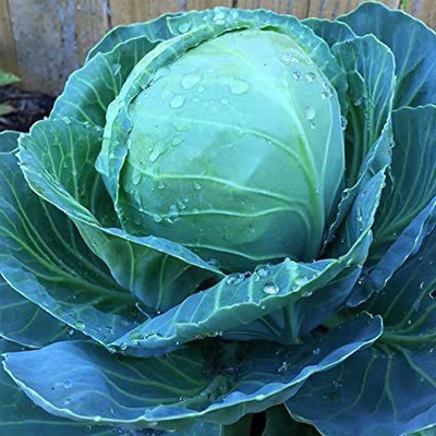 ZAKSCO BIZWORTH CABBAGE Seed(20 per packet)