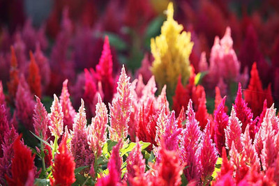 sporos Celosia Seed(15 per packet)