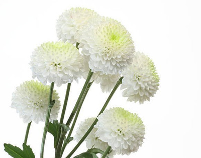 sporos Chrysanthemum Seed(15 per packet)
