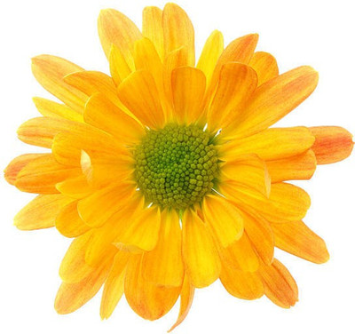 sporos Chrysanthemum Best Result Flower Seed(15 per packet)