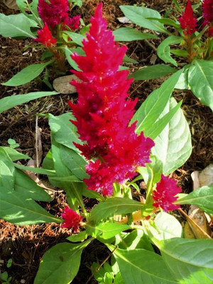 sporos Celosia Seed(30 per packet)