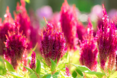 sporos Celosia Seed(30 per packet)