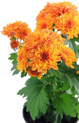 sporos Chrysanthemum Plant Flower Seed(50 per packet)