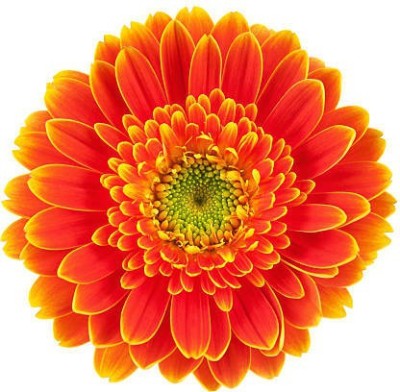 Splorias Chrysanthemum Seed(10 per packet)