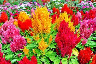 sporos Celosia Seed(20 per packet)