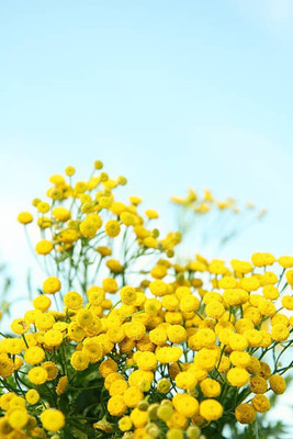 sporos Chrysanthemum Good Result Flower Seed(15 per packet)