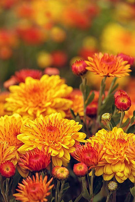 sporos Chrysanthemum Good Flower Seed(20 per packet)