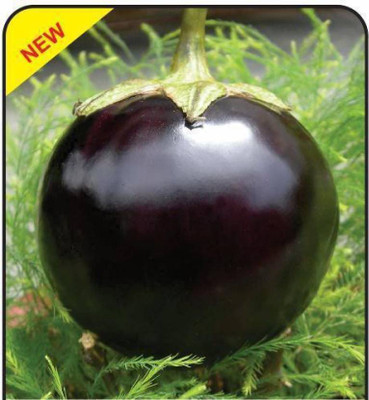 VNR BRINJAL Seed(250 per packet)