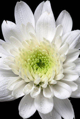 sporos Chrysanthemum Double Mixed Seed(40 per packet)