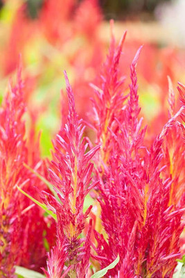 sporos Celosia Seed(40 per packet)