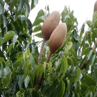 48 Degrees Sky Fruits Seeds 100 Gms Seed(100 per packet)