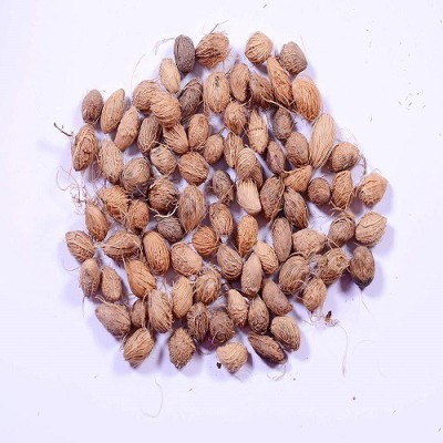 48 Degrees Areca Plam Seeds 100 Gms Seed(100 per packet)