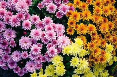 Splorias Garden Chrysanthemum Mixed Hybrid Flower Seed(10 per packet)