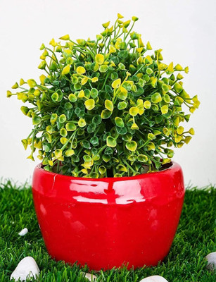 OriginalCeramics HEART SHAPE CERAMIC POT(RED) Plant Container Set(Ceramic)