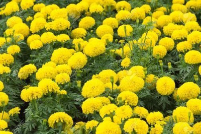 KANAYA Marigold Gulzafri Flower Seed(20 per packet)