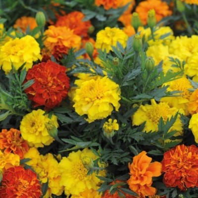 KANAYA African Marigold Flower Mix GMO Free Seed(15 per packet)