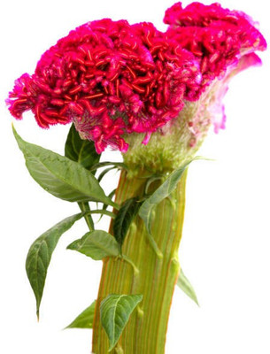 sporos Cockscomb Seed(40 per packet)