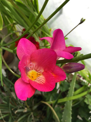 Futaba Freesia Flower Seeds Pink - 50 Pcs Seed(50 per packet)