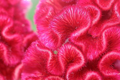 sporos Cockscomb Seed(50 per packet)