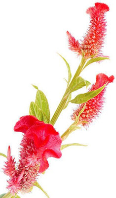 sporos Cockscomb Seed(25 per packet)