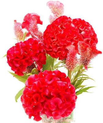 sporos Cockscomb Seed(25 per packet)