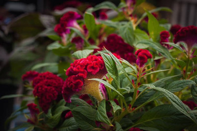 sporos Cockscomb Seed(25 per packet)