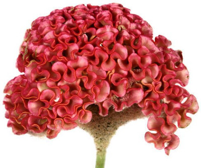 sporos Cockscomb Seed(25 per packet)