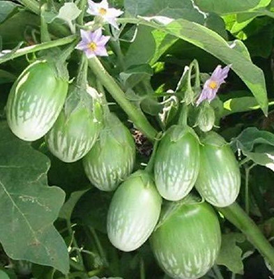 MKR Enterprises Brinjal Seed(100 per packet)
