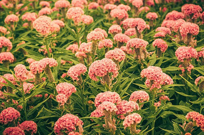 sporos Cockscomb Seed(35 per packet)