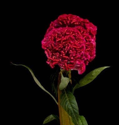 sporos Cockscomb Seed(20 per packet)