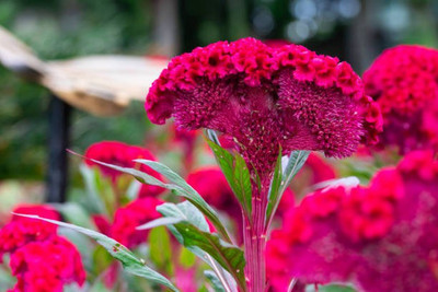 sporos Cockscomb Seed(20 per packet)