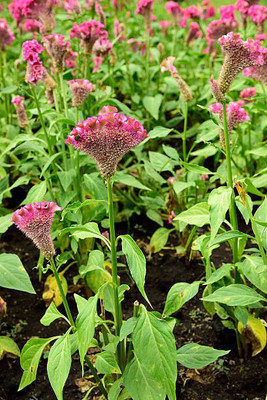 sporos Cockscomb Seed(25 per packet)