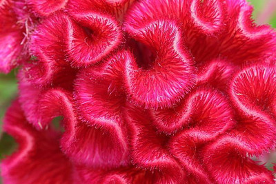 sporos Cockscomb Seed(25 per packet)